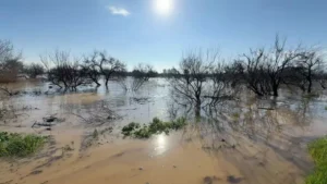 İncirliova’da nehir taştı ekili araziler sulara gömüldü (1)
