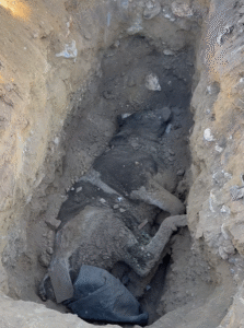 İncirliova’da şap hastalığı var, hâlâ kaçak hayvan taşıyorlar isyanı (2) İncirliova’da şap hastalığı var, hâlâ kaçak hayvan taşıyorlar isyanı (2)