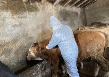 İncirliova’da şap hastalığı var, hâlâ kaçak hayvan taşıyorlar isyanı (3)