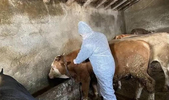 İncirliova’da şap hastalığı var, hâlâ kaçak hayvan taşıyorlar isyanı (3)