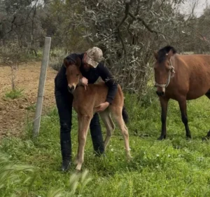 İncirliova’da tayı kurtarıp annesine kavuşturdu (2) İncirliova’da tayı kurtarıp annesine kavuşturdu (2)