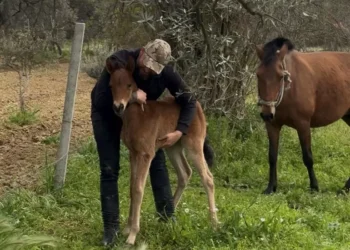 İncirliova’da tayı kurtarıp annesine kavuşturdu (2)