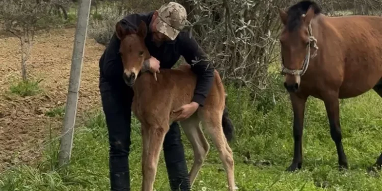 İncirliova’da tayı kurtarıp annesine kavuşturdu (2)