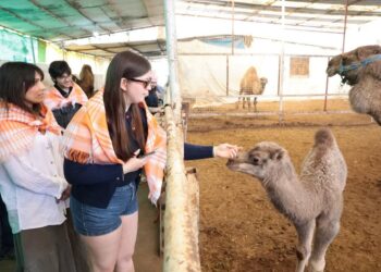 İncirliova’da üniversite öğrencileri deveye hayran kaldı (1)