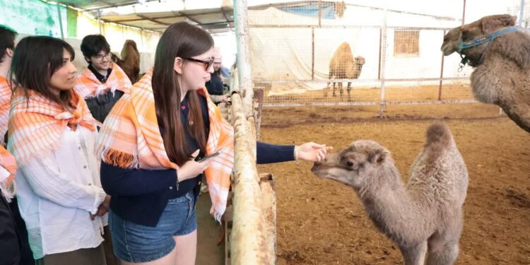 İncirliova’da üniversite öğrencileri deveye hayran kaldı (1)