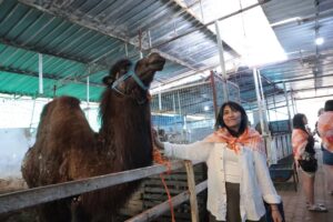 İncirliova’da üniversite öğrencileri deveye hayran kaldı (5)