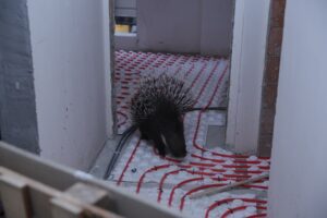 İnşaatta yakalanan oklu kirpi doğal alana salındı (2)