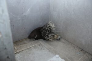 İnşaatta yakalanan oklu kirpi doğal alana salındı (3)