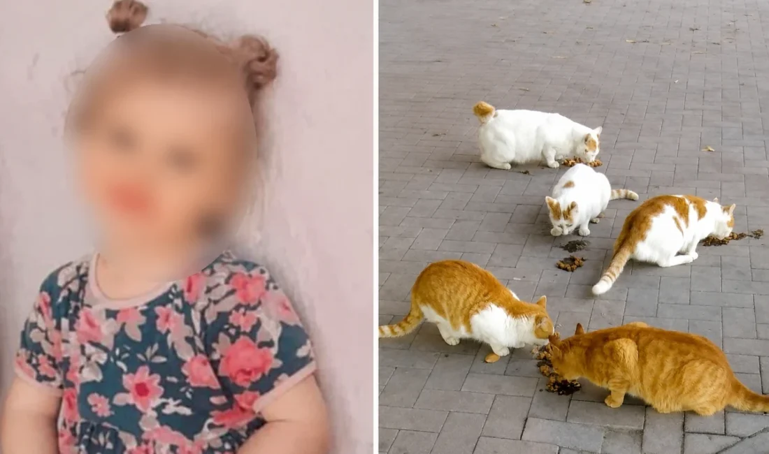 Kedinin ısırdığı çocuk 4 ay sonra öldü Diyarbakır’ın Sur ilçesinde yaklaşık 4 ay önce sokak kedisi tarafından