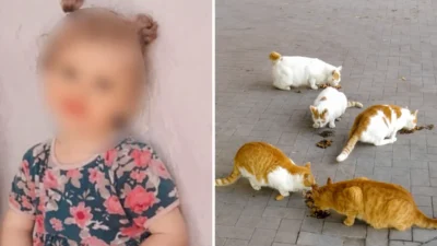 Diyarbakır’ın Sur ilçesinde yaklaşık 4 ay önce sokak kedisi tarafından