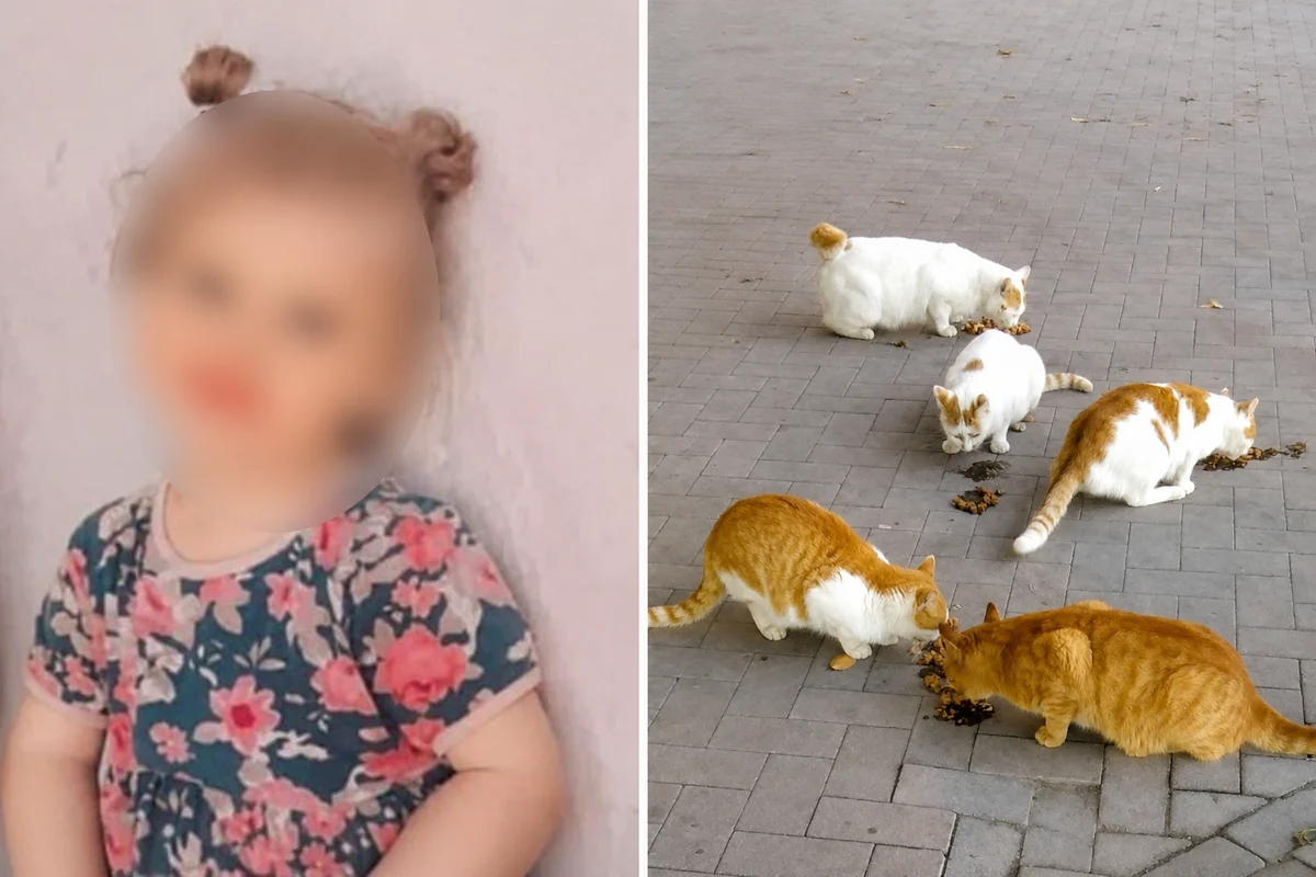 Kedinin isirdigi cocuk 4 ay sonra oldu Kedinin isirdigi cocuk 4 ay sonra oldu