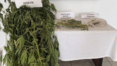 Aydın’ın Efeler İlçesinde jandarma ekiplerinin yaptığı operasyonda çapası yapılmış ve