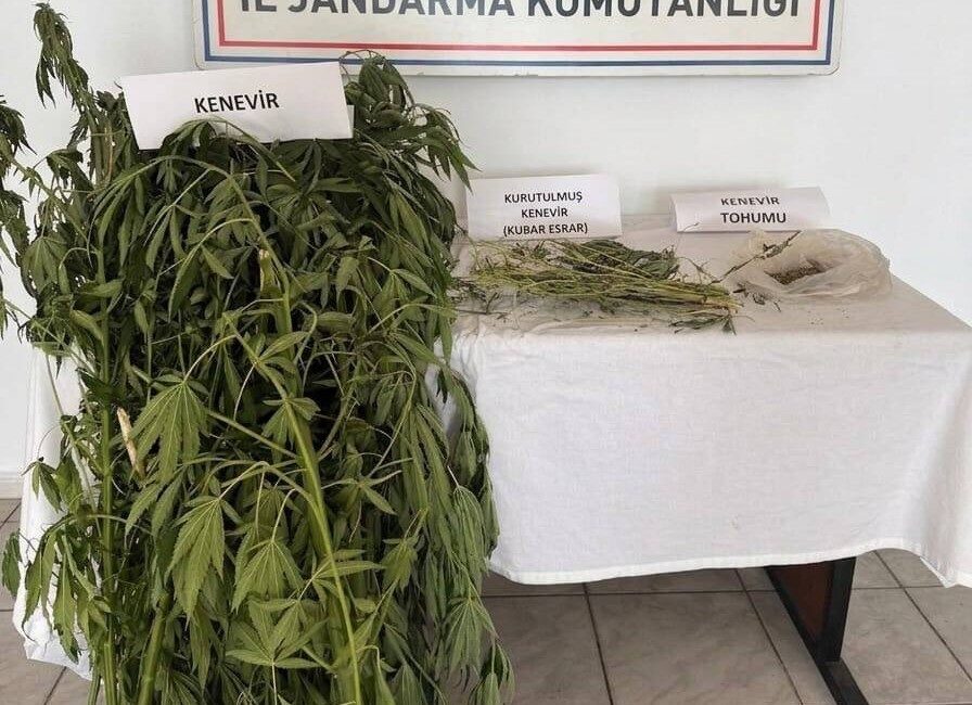 Aydın’ın Efeler İlçesinde jandarma ekiplerinin yaptığı operasyonda çapası yapılmış ve