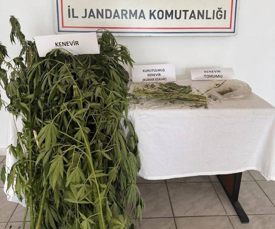 Kenevir tarlasi ortaya cikarildi