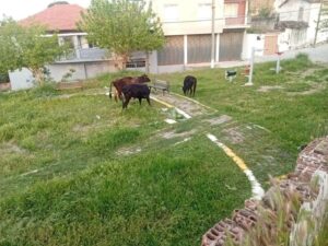 Koçarlı’da tersine Dünya çocuklar sokakta, inekler parkta (1)