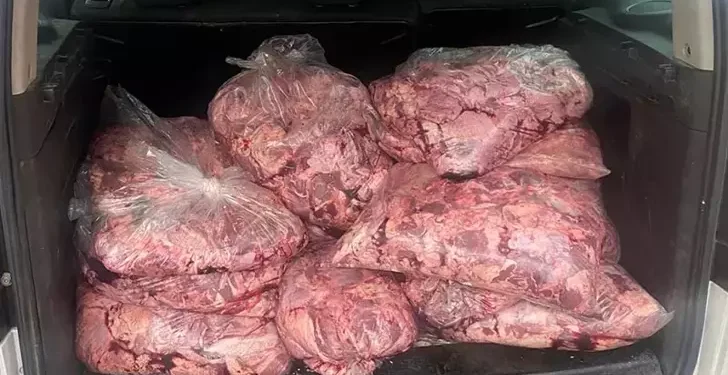 Kokusu ele verdi! Araçta 450 kilo bozuk etle yakalandı