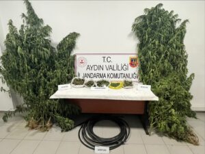 Köşk’te kestane bahçesi uyuşturucu tarlasına çevrildi