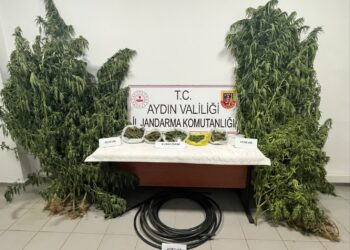 Köşk’te kestane bahçesi uyuşturucu tarlasına çevrildi