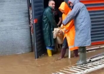 Köşk’te korku dolu anlar 11 hayvanı ekipler kurtardı