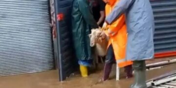 Köşk’te korku dolu anlar 11 hayvanı ekipler kurtardı