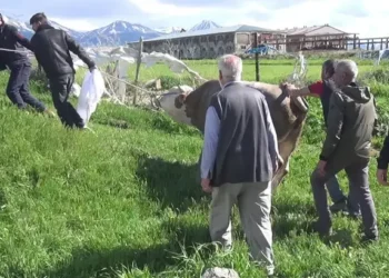 Kurban keserken kalp krizi geçirip öldü