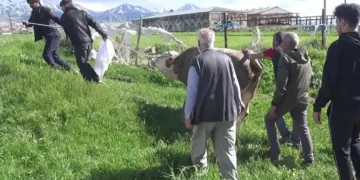Kurban keserken kalp krizi geçirip öldü