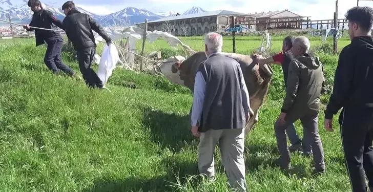 Kurban keserken kalp krizi geçirip öldü