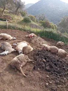 Kurtların saldırısında 12 koyun öldü Kurtların saldırısında 12 koyun öldü