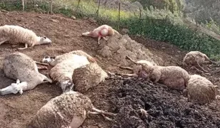Kurtların saldırısında 12 koyun öldü