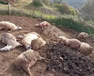 Kurtların saldırısında 12 koyun öldü