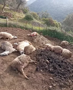 Kurtların saldırısında 12 koyun öldü