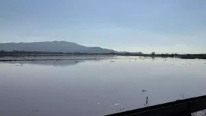 Menderes Nehri taştı araziler sular altında kaldı (1) Menderes Nehri taştı araziler sular altında kaldı (1)