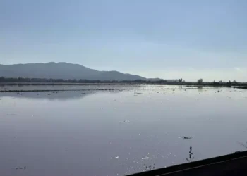 Menderes Nehri taştı araziler sular altında kaldı (1)