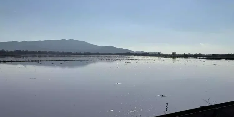 Menderes Nehri taştı araziler sular altında kaldı (1)