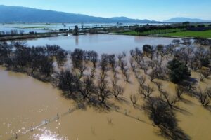 Menderes’in taşkını İncirliova’yı vurdu (1)