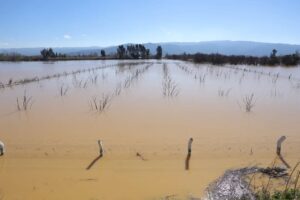 İncirliova’da Büyük Menderes Nehri’nin taşmasıyla ovanın geniş bir bölümü sular