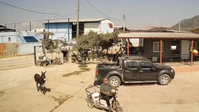 Manisa'nın Turgutlu ilçesinde, üzüm sergilerine zarar verdiği için yakalamaya çalıştığı