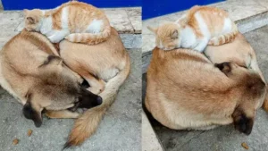 Nazilli’de kedi ile köpeğin şaşırtan dostluğu