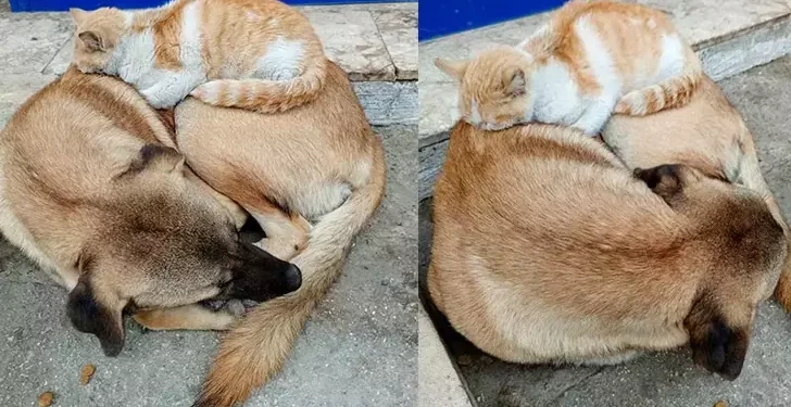 Nazilli’de kedi ile köpeğin şaşırtan dostluğu