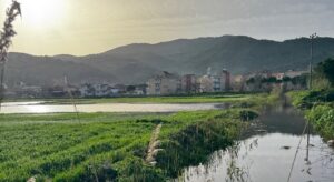 Aydın’da etkili olan sağanak yağışlar, Büyük Menderes Nehri’nde taşkına neden