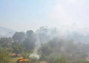 Otluk yangınında 4 hektar zeytinlik alan da zarar gördü