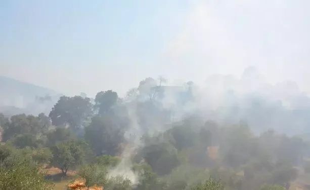 Otluk yangınında 4 hektar zeytinlik alan da zarar gördü