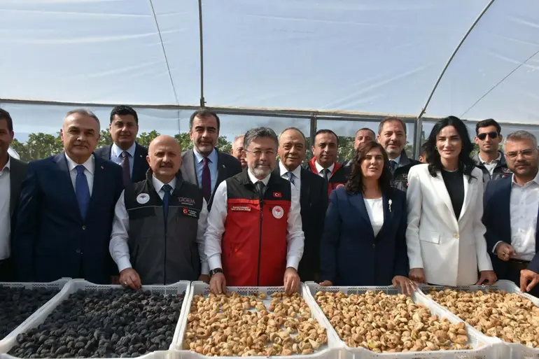 Rekolte tahmini yaş incirde 388 bin, kuru incirde 94 bin ton Tarım ve Orman Bakanı İbrahim Yumaklı, Türkiye'nin dünya incir üretiminde yüzde 28'lik