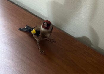 Koruma altındaki kuşla birlikte trende yakalandı