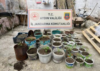 Saksıda yetiştirdiği kenevirle yakalandı