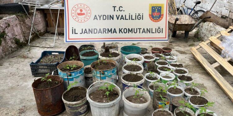 Saksıda yetiştirdiği kenevirle yakalandı