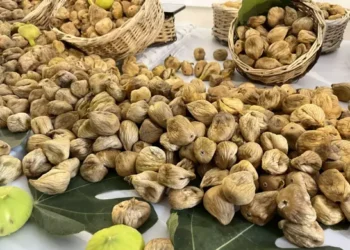 Sezonun ilk kuru inciri 800 liradan satıldı