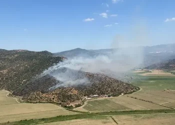 Söke'de zeytinlikte çıkan yangın büyümeden söndürüldü