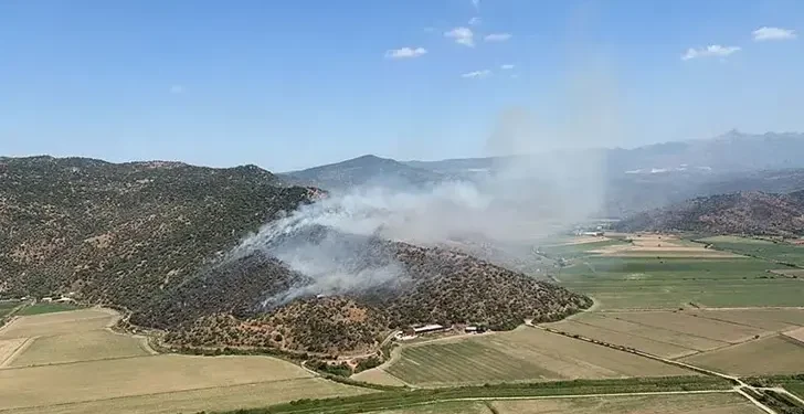 Söke'de zeytinlikte çıkan yangın büyümeden söndürüldü