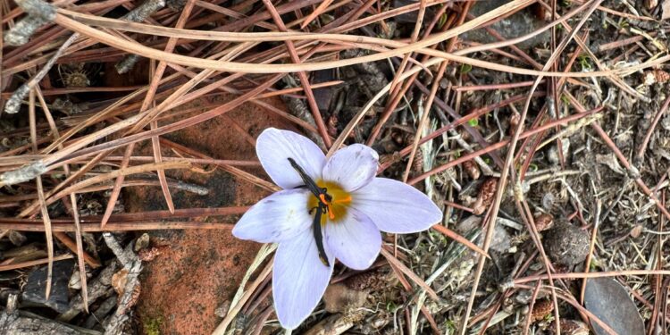 Sultan Çiğdemi’ni koparmanın cezası 387 bin TL
